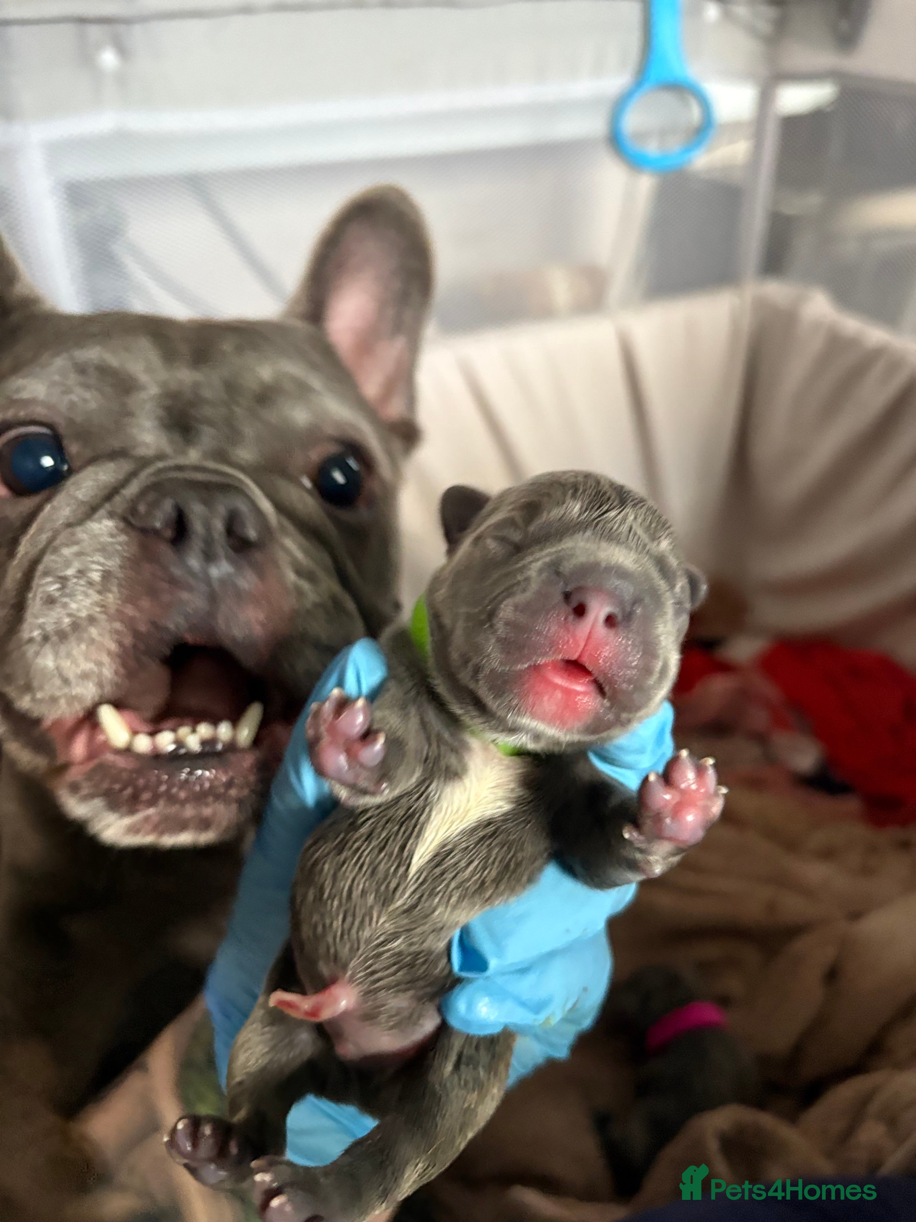 French Bulldog dogs Beautiful boy looking forever home  - Advert 1