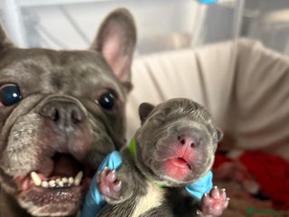 French Bulldog dogs Beautiful boy looking forever home - Advert 1