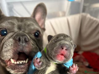 French Bulldog dogs Beautiful boy looking forever home - Advert 10