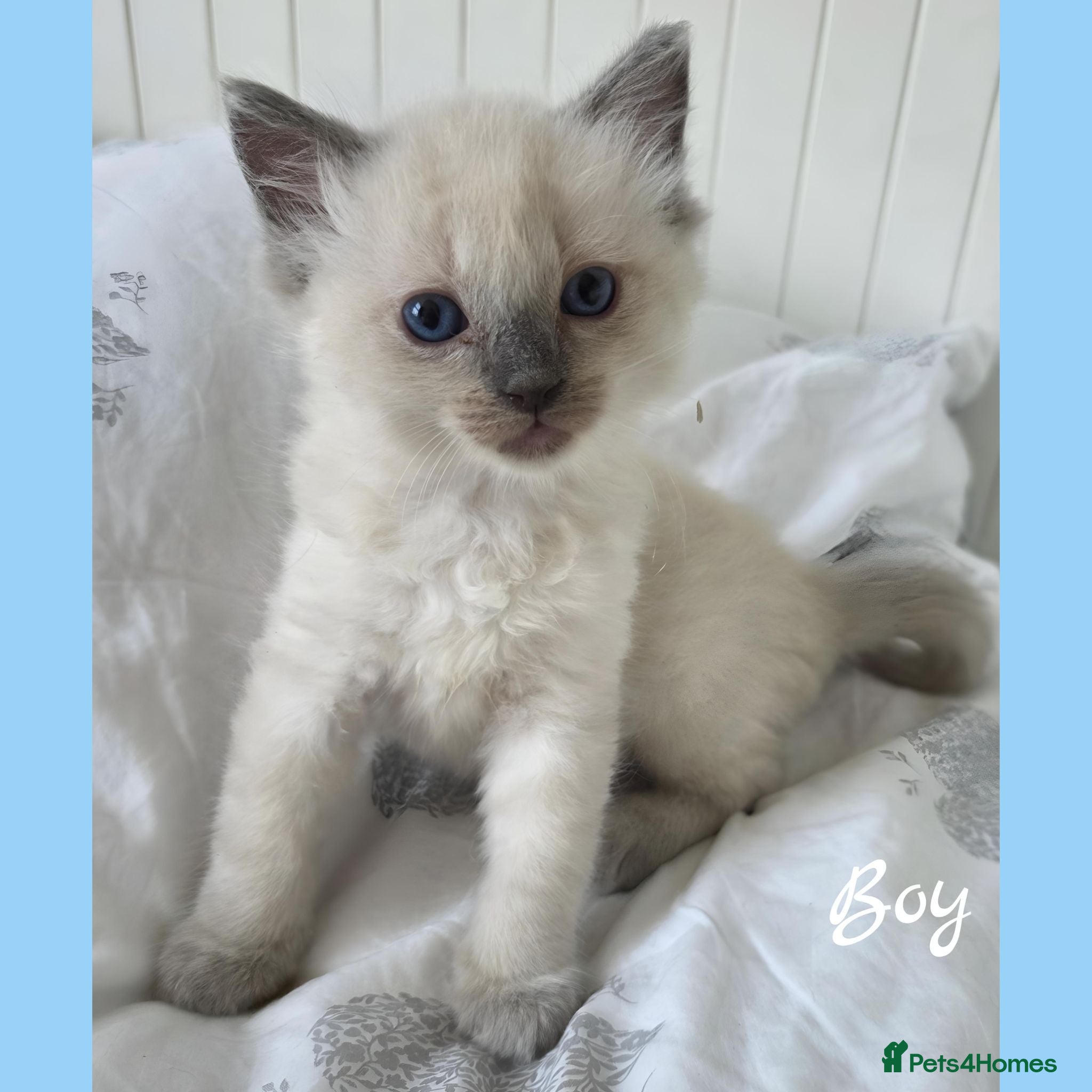 Ragdoll cats Ragdolls kittens.Ready for pickup now😻🙀 - Advert 2