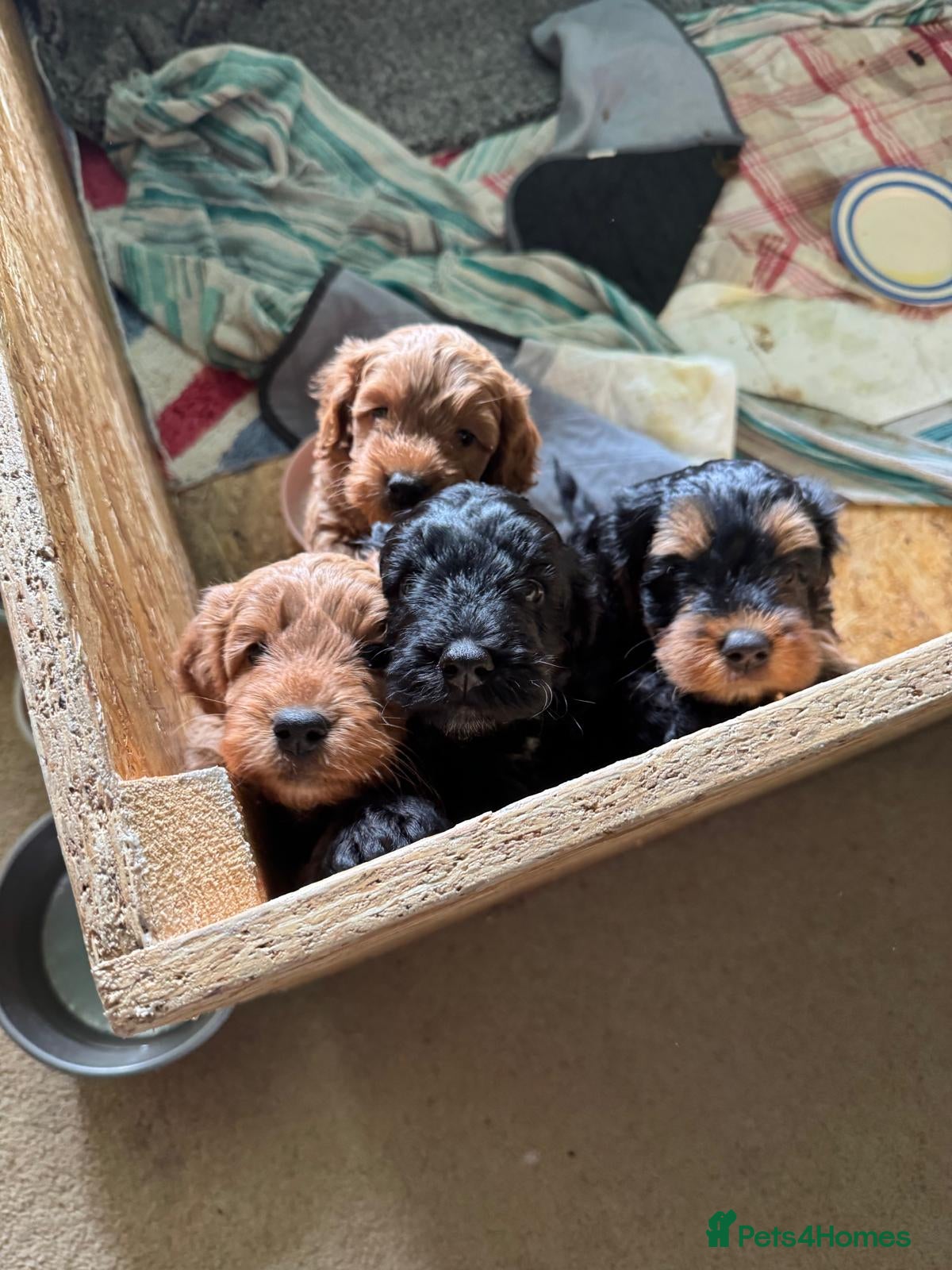 Cockapoo dogs 2 golden cockapoo girls available  - Advert 13