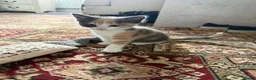 Mixed Breed cats for sale: Lovely little girl kitten for sale - Advert 5