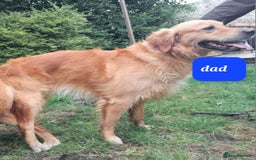 Golden Retriever dogs for sale: Golden Retriever puppies - Image 7
