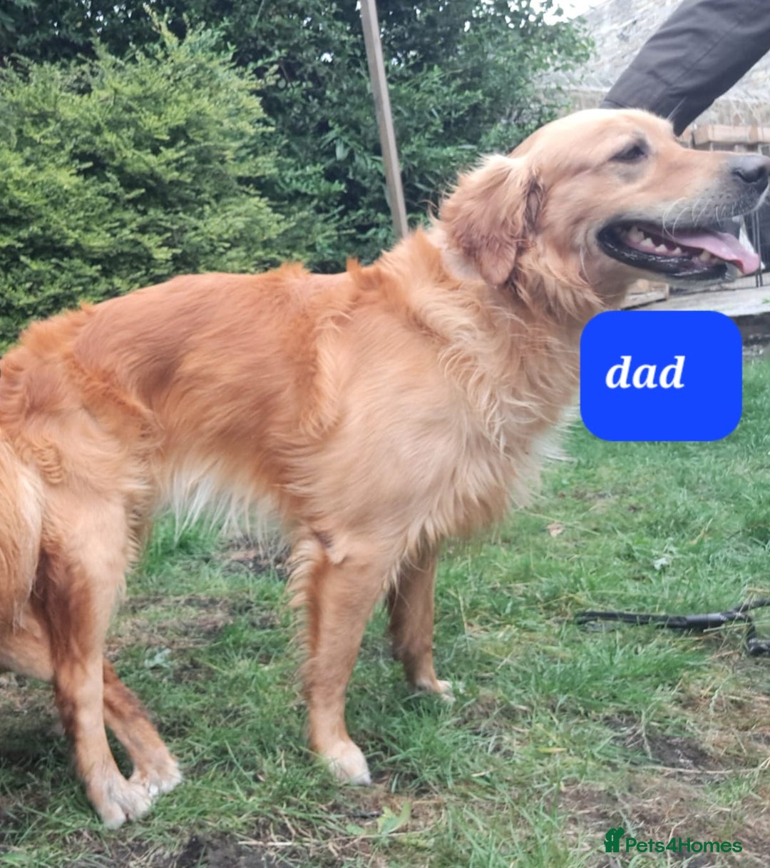 Golden Retriever dogs for sale: Golden Retriever puppies - Image 7