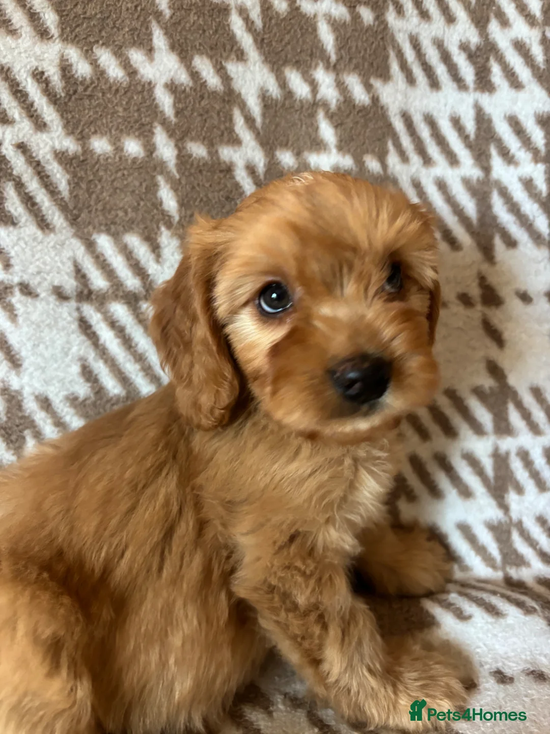 Cavapoo dogs for sale: F1 health tested Cavapoos unique merles/red/blacks - Advert 2