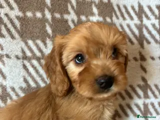 Cavapoo dogs F1 health tested Cavapoos unique merles/red/blacks - Advert 1