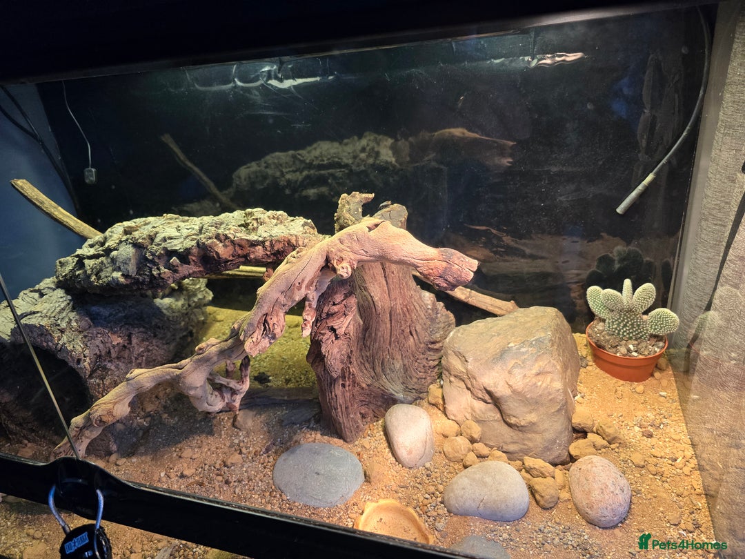 Gecko reptiles for sale: Crocodile Gecko and Vivarium for sale £130 - Advert 4