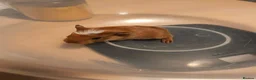 Guinea Pig rodents for sale: x2 Female Guineas Pigs for Sale - Advert 4