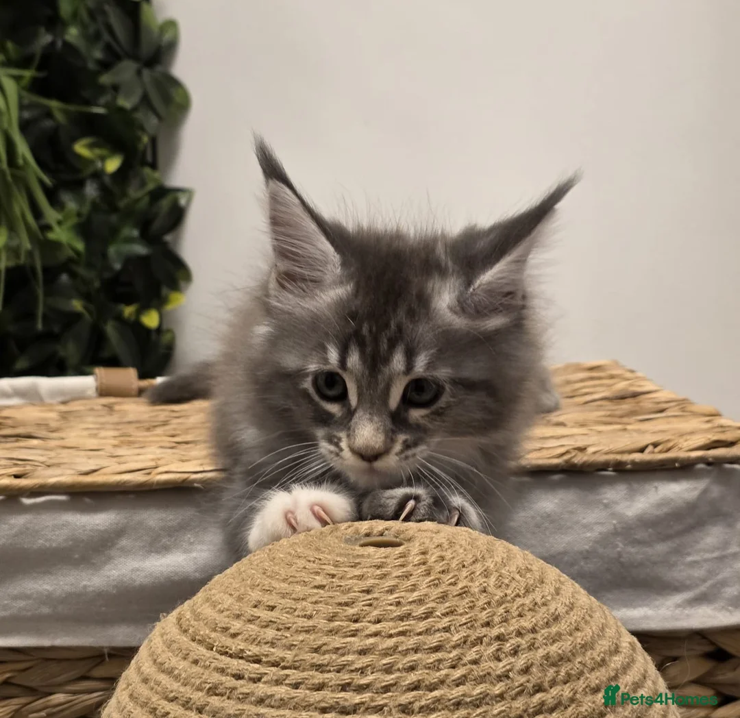 Maine Coon cats for sale: BEAUTIFUL MAINE COON KITTENS - Advert 14