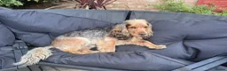 Cocker Spaniel dogs for sale:  Beautiful Litter of Show Cocker Spaniels  - Advert 6
