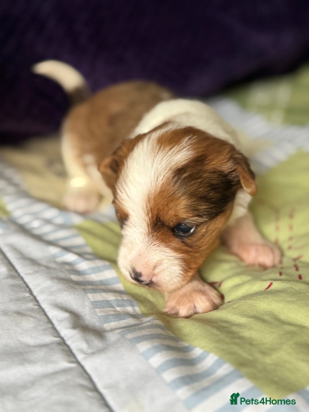 Biewer Terrier dogs for sale: Superb pedigree Biewer pups - DNA Health tested - Advert 20