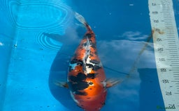 Koi Carp fish for sale: Various koi carp for sale  - Image 24