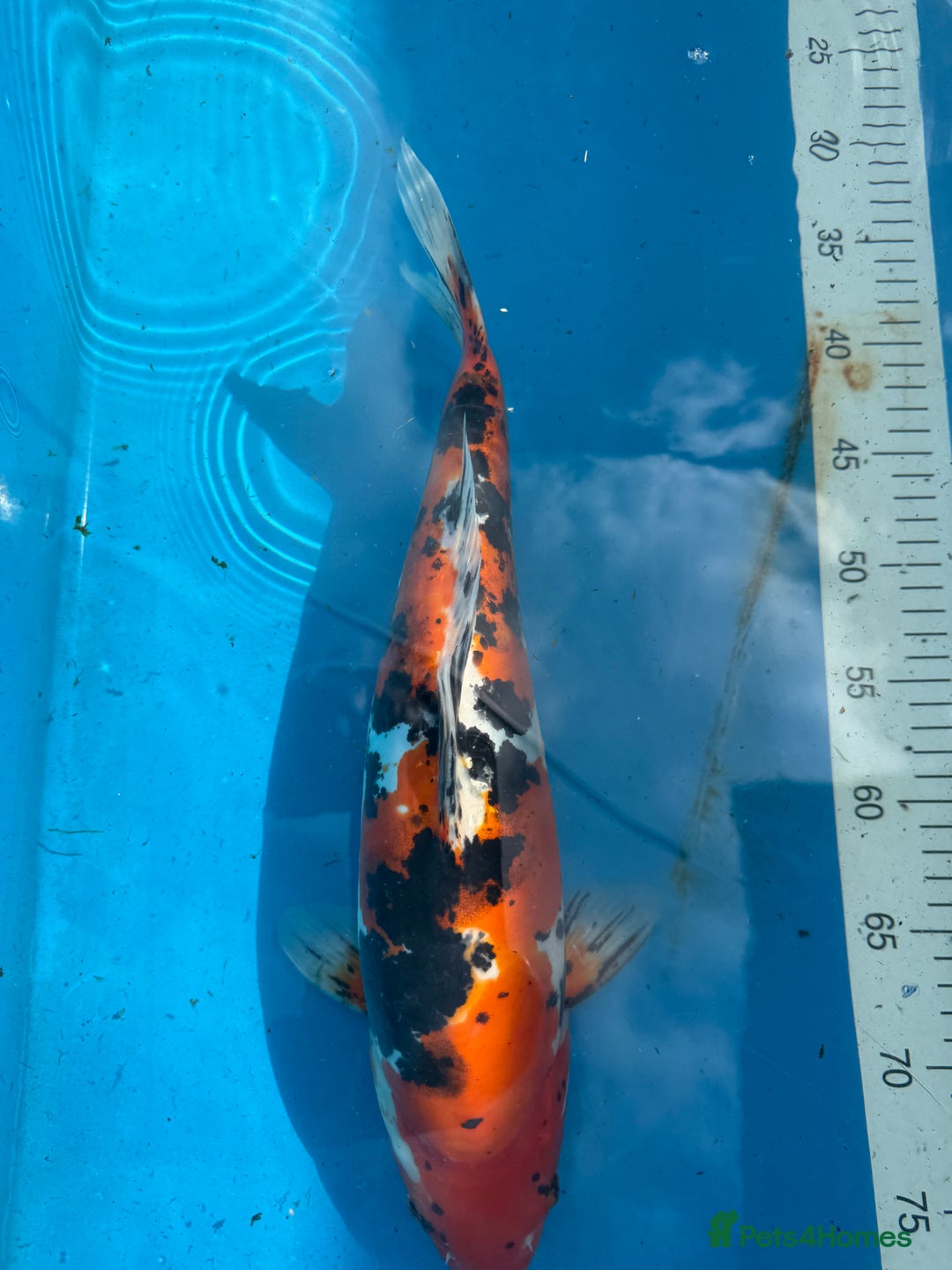 Koi Carp fish for sale: Various koi carp for sale  - Image 24