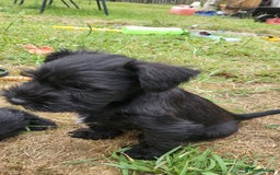 Miniature Schnauzer dogs for sale: Gorgeous littler of beautiful miniature schnauzer - Image 3