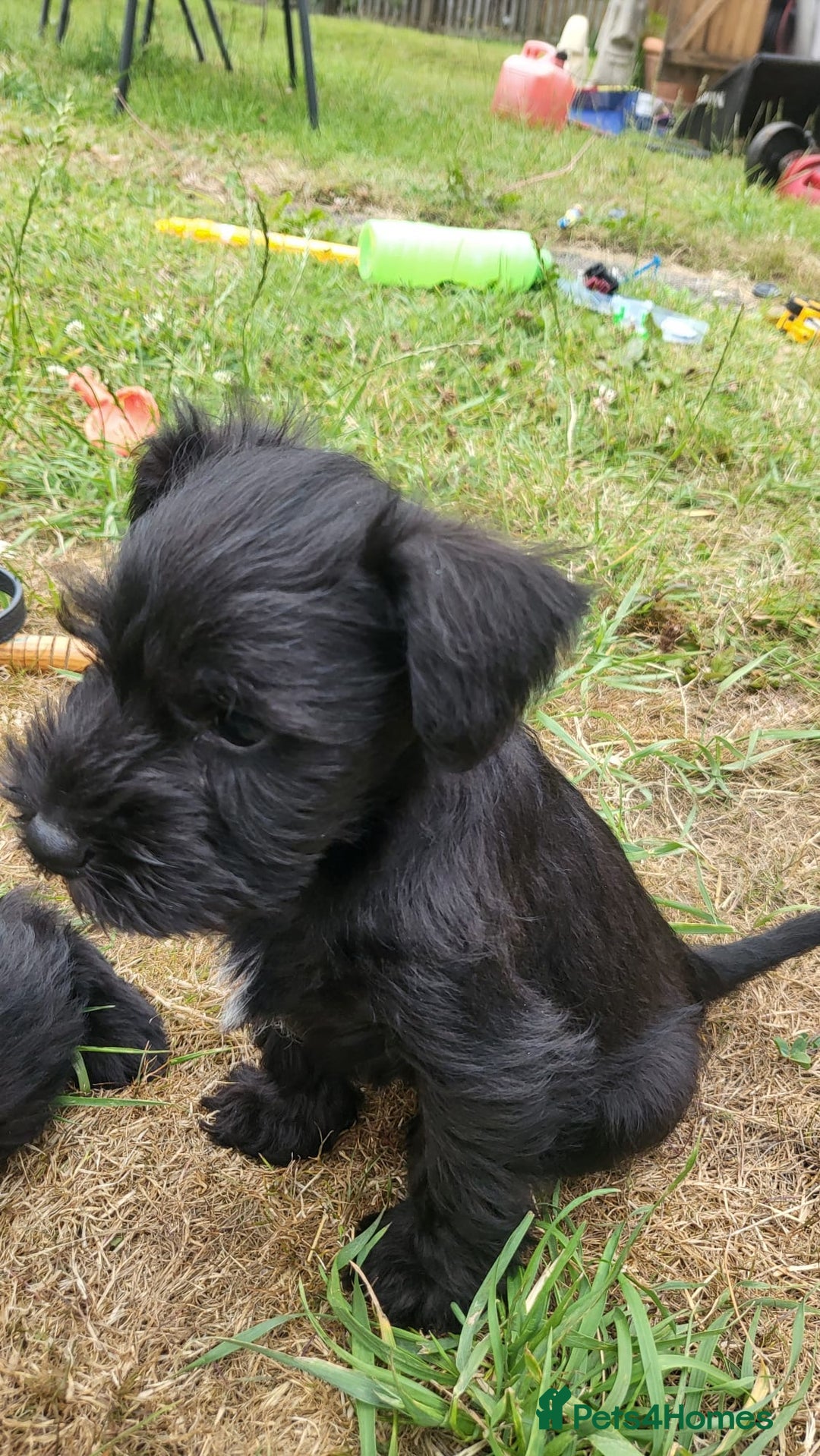 Miniature Schnauzer dogs for sale: Gorgeous littler of beautiful miniature schnauzer - Image 3