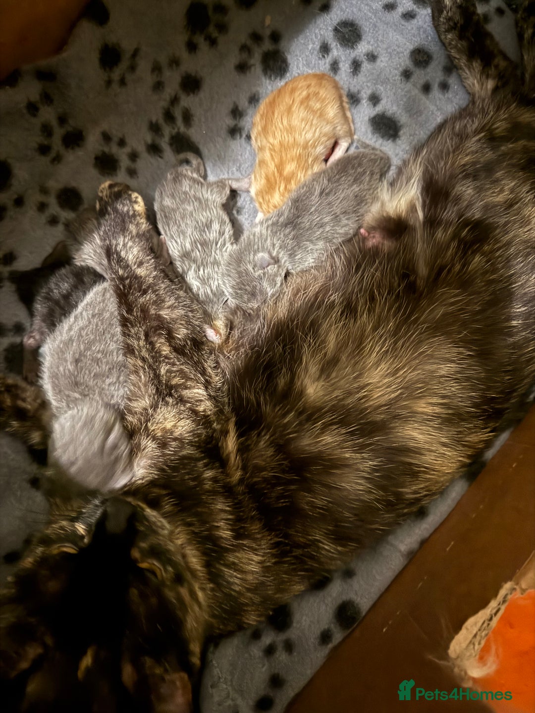 Mixed Breed cats for sale: Delightful Rag-doll Mixed Breed Kittens READY NOW! - Image 23