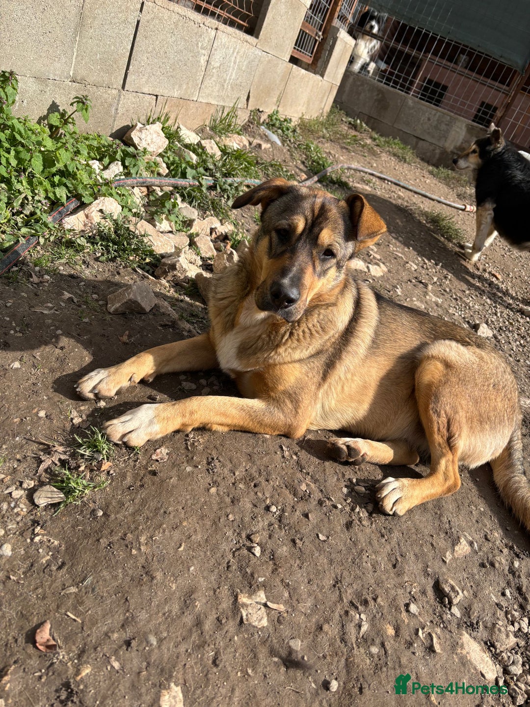 Mixed Breed dogs for adoption: Lizzie is looking for a dog sibling!  - Advert 3