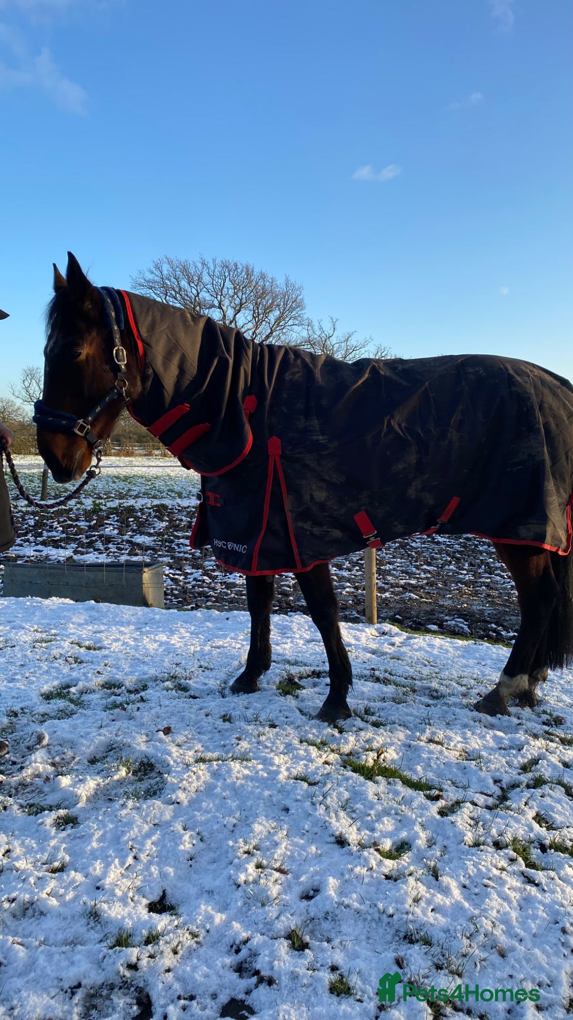 American Standardbred horses Brywin – 16.2hh 11yo American Standardbred gelding - Advert 2