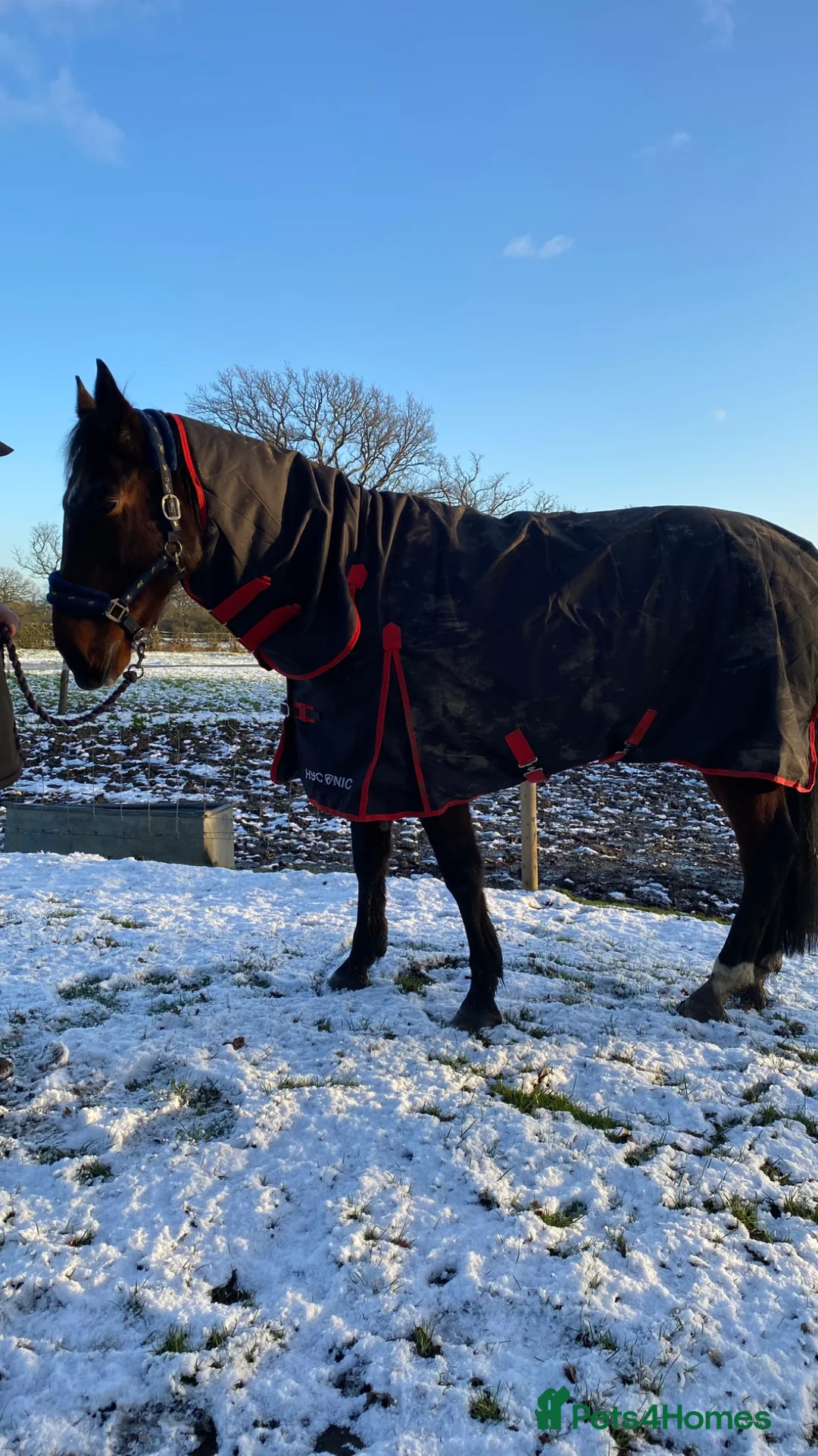 American Standardbred horses for sale: Brywin – 16.2hh 11yo American Standardbred gelding - Advert 2