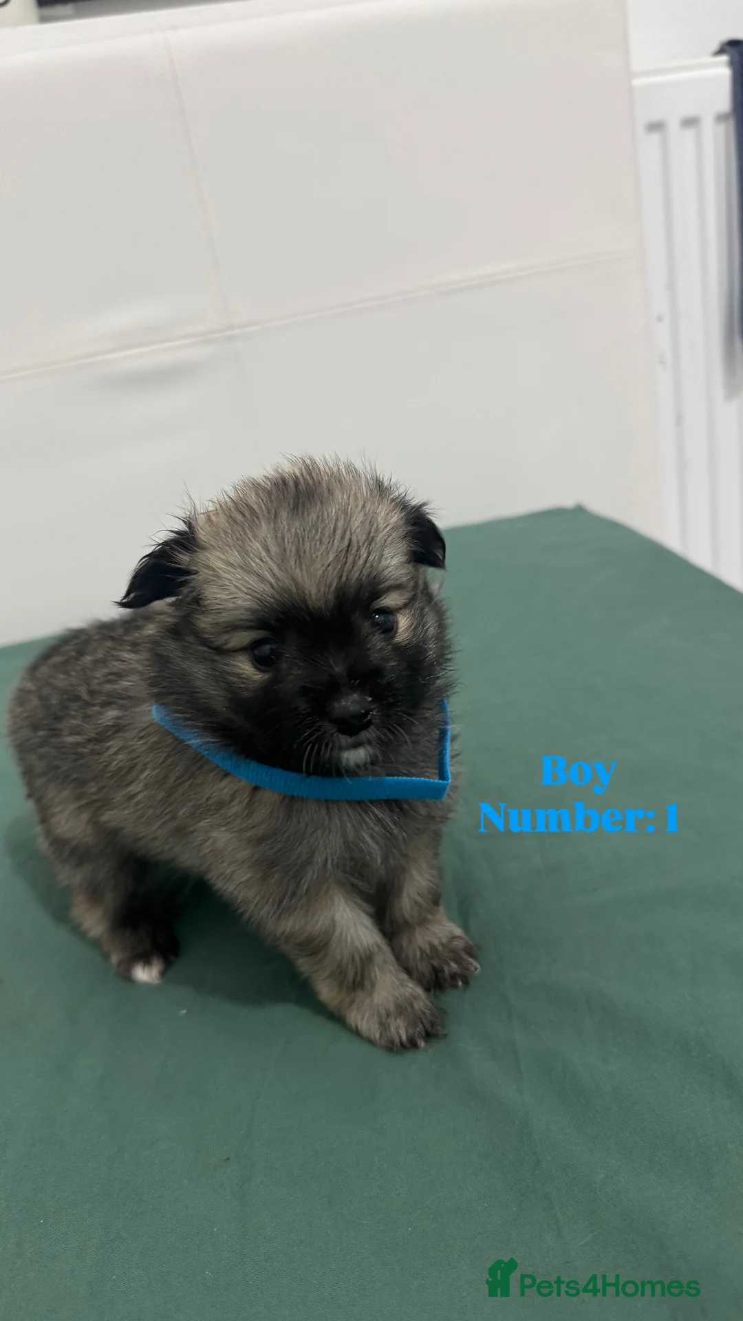 Pomeranian dogs for sale: 5 Stunning Pomeranian Puppies – 2 Boys & 3 Girls – - Advert 4