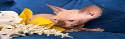 Sphynx cats for sale: 3 stunning kittens available! - Advert 23