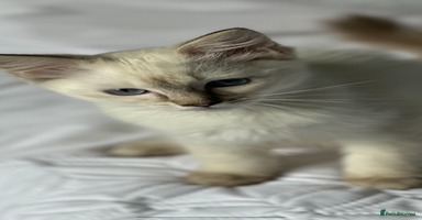 Ragdoll cats - Advert 6