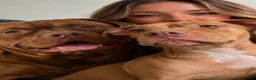 Mixed Breed dogs for sale: Beautiful pups looking for homes - Advert 2