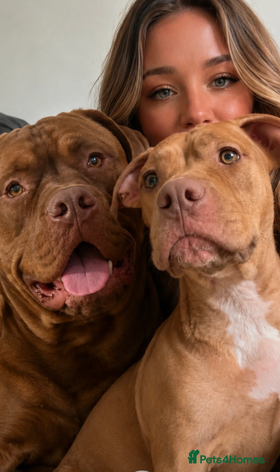 Mixed Breed dogs for sale: Beautiful pups looking for homes - Advert 2