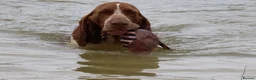 Bracco Italiano dogs for sale: Wonderful litter  - Advert 3