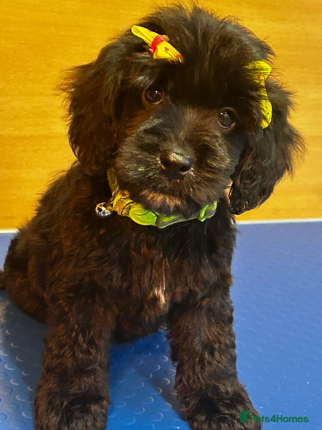 Cockapoo dogs for sale:  Northampton Cockapoos. Adorable F1 puppies - Advert 30