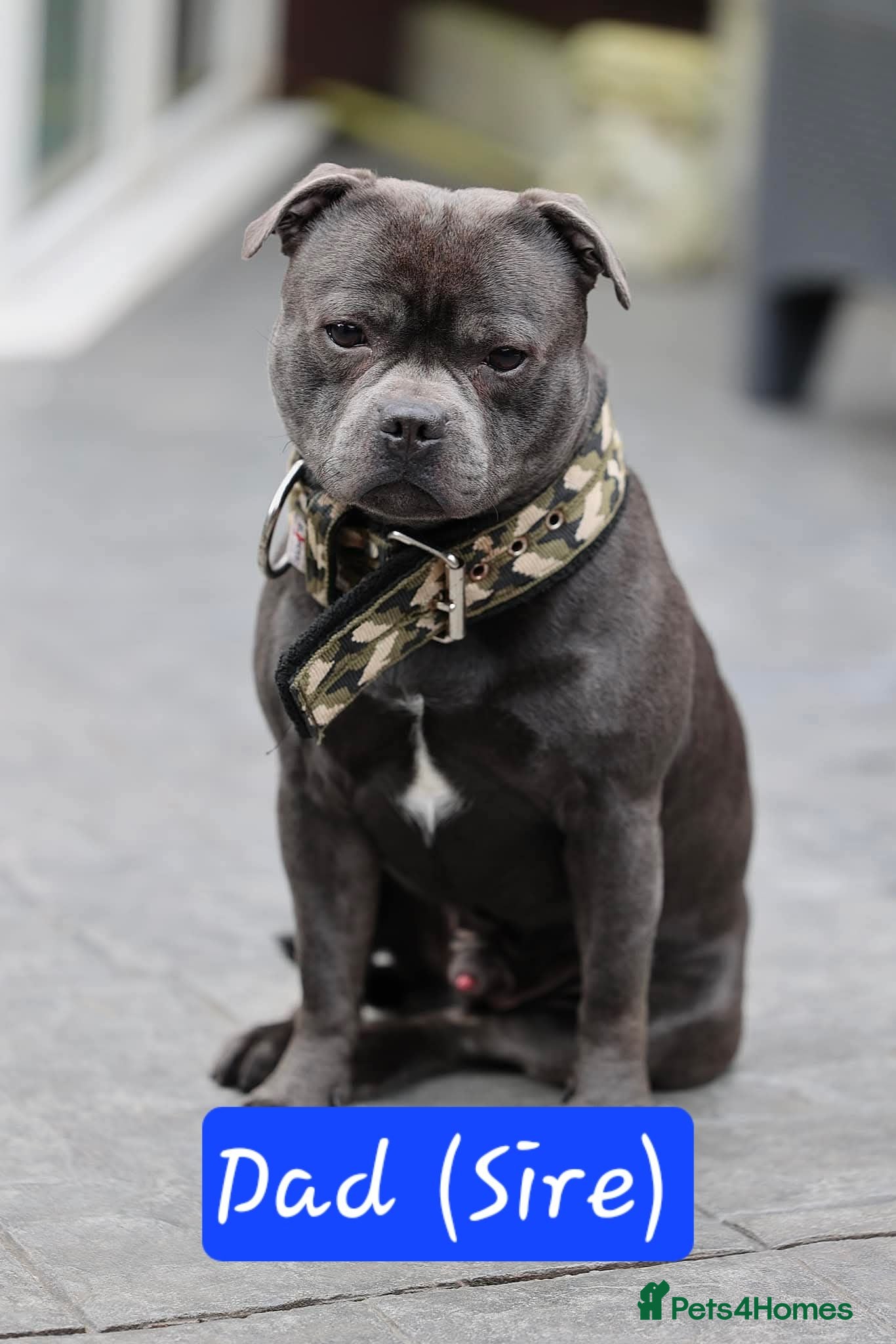 Staffordshire Bull Terrier dogs KC REG ROYAL REGIMENT BABIES - Advert 4