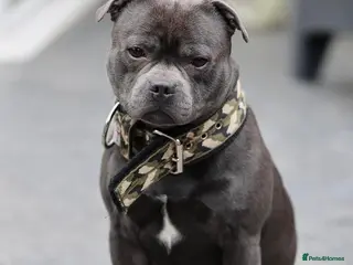 Staffordshire Bull Terrier dogs KC REG ROYAL REGIMENT BABIES - Advert 7