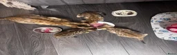 Bengal cats for sale: Pure bengal  - Advert 21