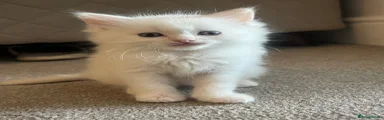 Ragdoll 1