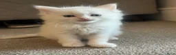 Ragdoll cats for sale: ❤️Beautiful Ragdoll Kittens❤️ in Brentwood - Advert 31