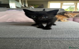 Mixed Breed cats for sale: Beautiful little long haired fluffy black kittens - Image 4