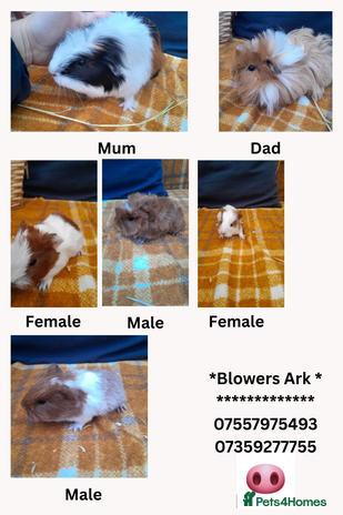 Guinea Pig rodents - Advert 14