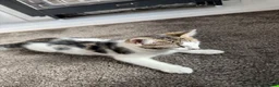 Mixed Breed cats for sale: Tabby cat for sale ready for caring household in Nelson - Advert 4