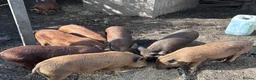 Pig livestock for sale: Juliana X kune kune boars - Advert 6