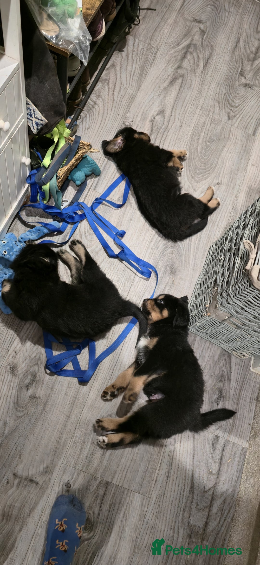 Tibetan Mastiff dogs for sale: Tibetan mastiff puppies  - Advert 8