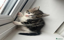 Mixed Breed cats for sale: 5 kittens for sale - Image 2