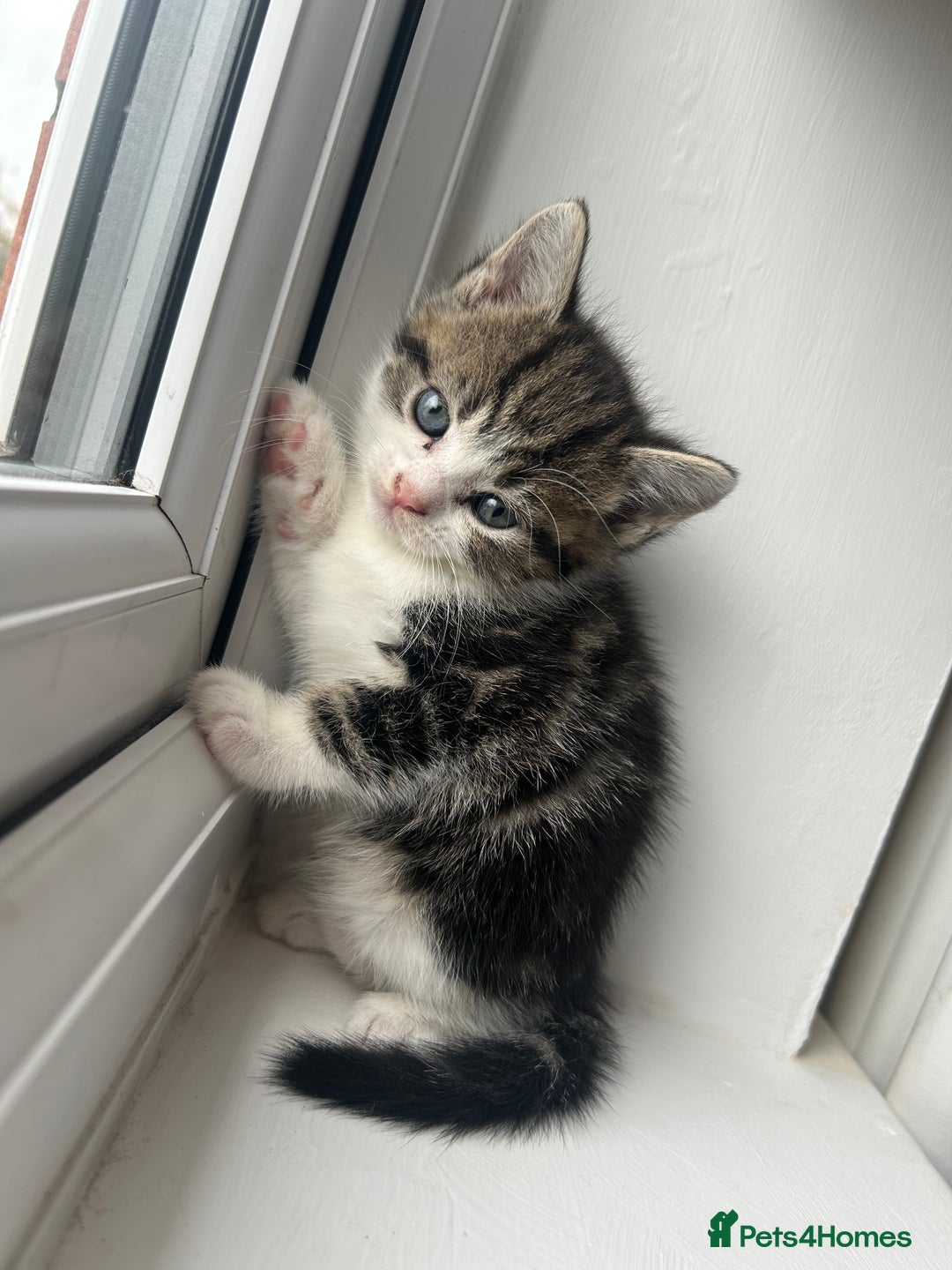 Mixed Breed cats for sale: 5 kittens for sale - Image 2