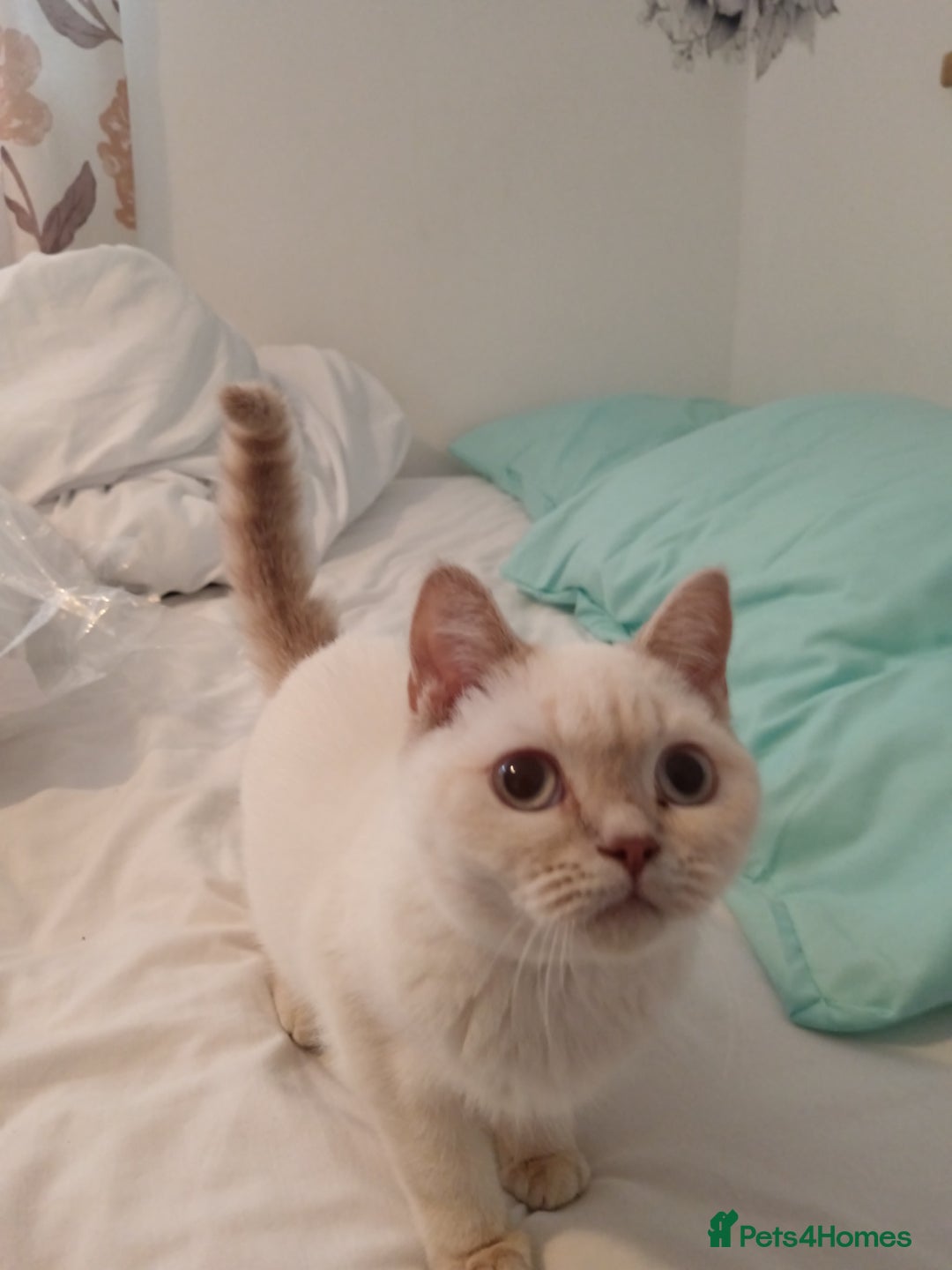 British Shorthair cats for sale: Flame point british shorthair  - Advert 1