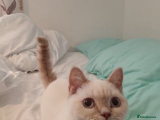 British Shorthair cats Flame point british shorthair - Advert 1