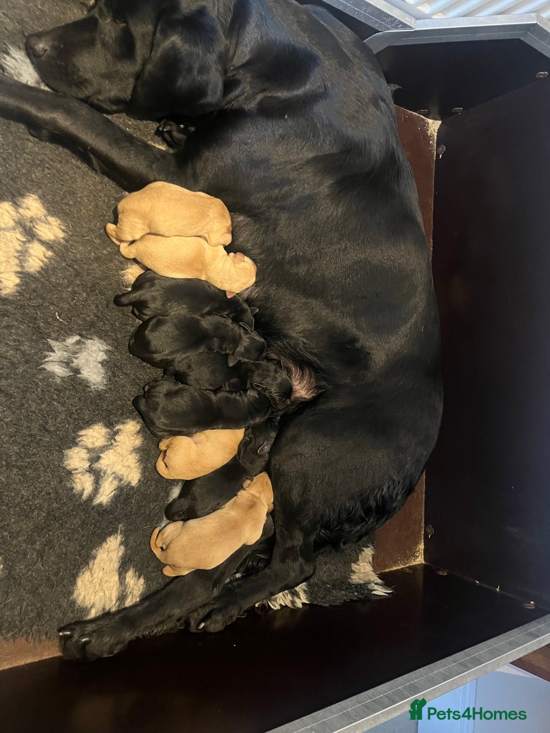 Labrador Retriever dogs for sale: Beautiful KC Reg Pups - Advert 1