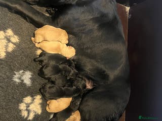Labrador Retriever dogs Beautiful KC Reg Pups - Advert 6