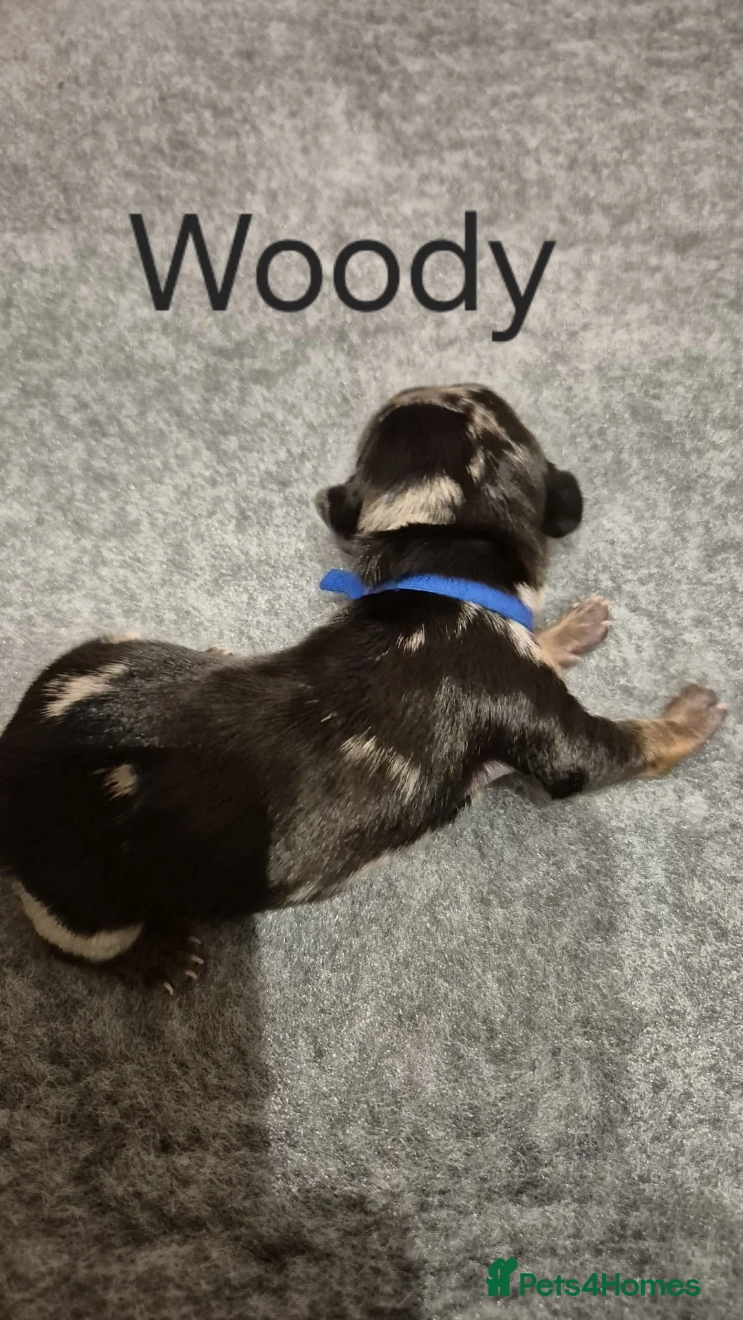 Miniature Dachshund dogs for sale: 7 mini dachshunds Exeter Devon  - Advert 13