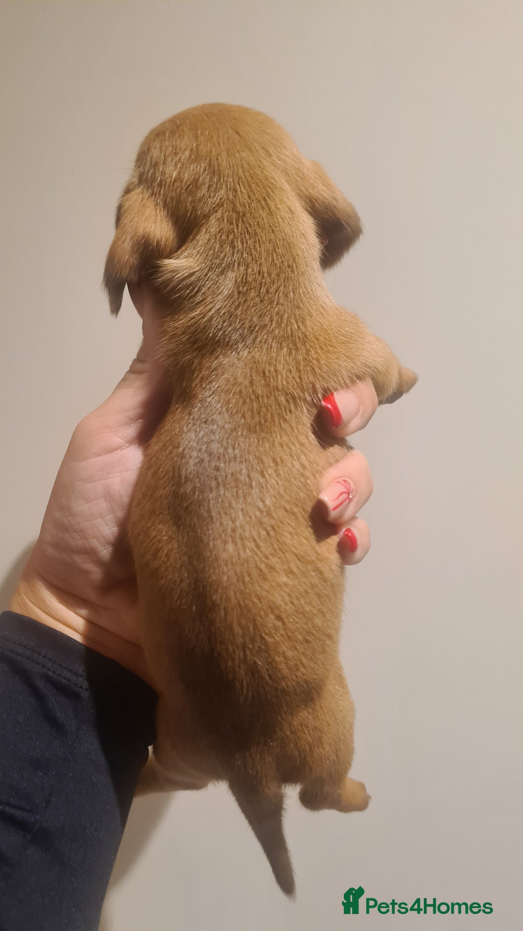 Miniature Dachshund dogs for sale: Beautiful bundle of boy mini daxies  - Advert 5