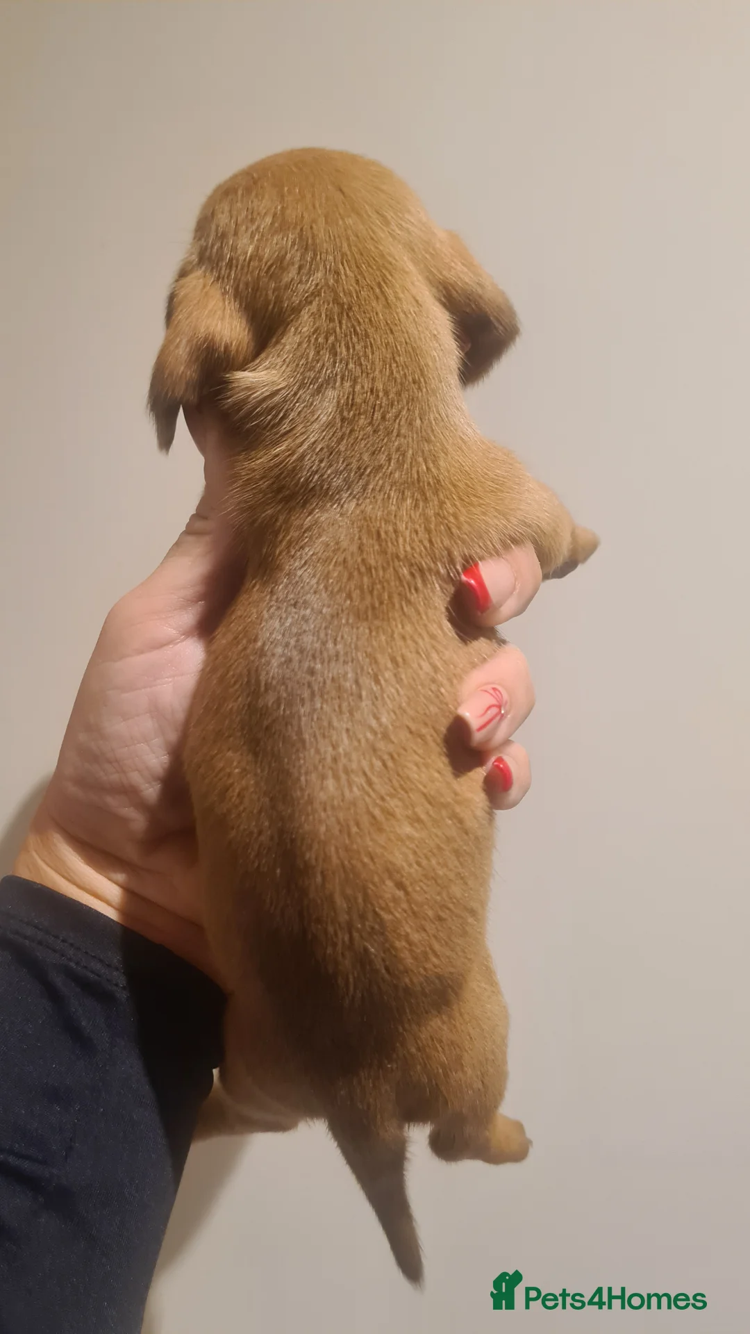 Miniature Dachshund dogs for sale: Beautiful bundle of boy mini daxies 5 boys left  - Advert 11