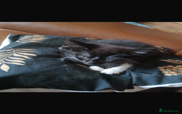 Domestic Shorthair cats for sale: Mixed kitten litter  - Image 6